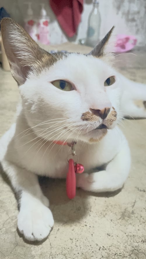 เสือ