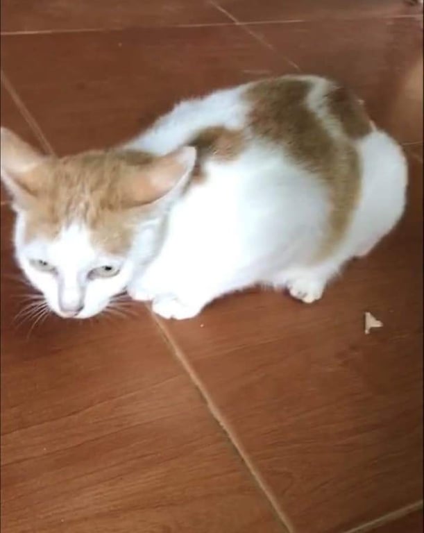 ส้ม