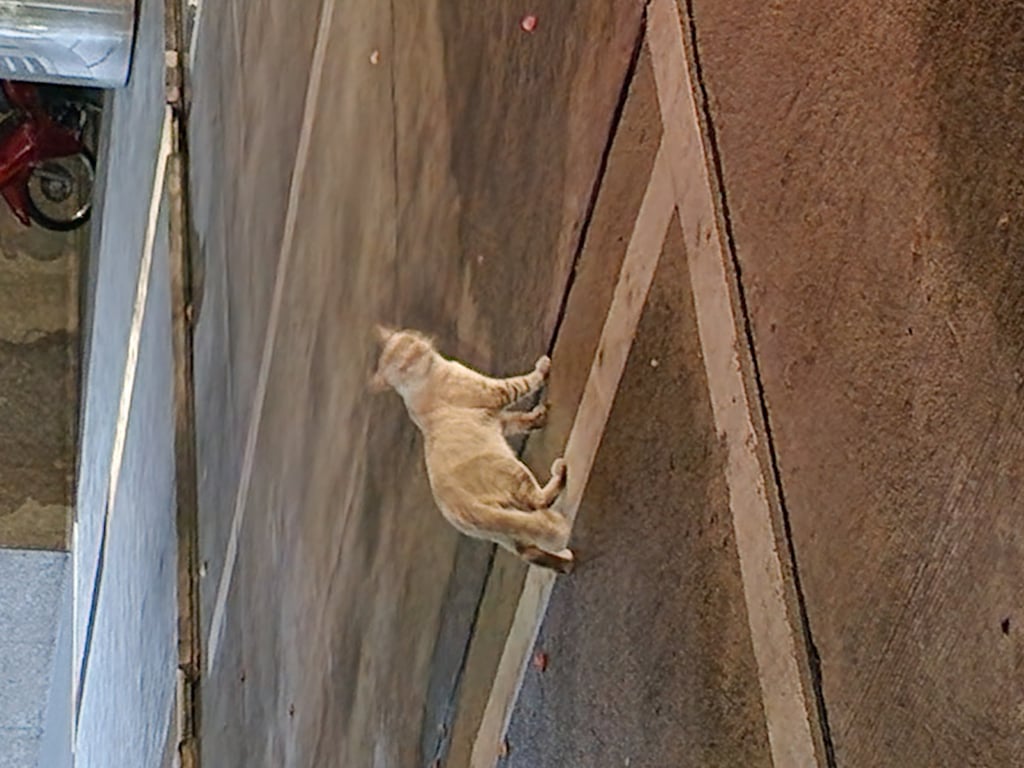 ตามหาเจ้าของแมว เจอตรง บ.ตรีเพชรอีซูซุ สำนักงานใหญ่