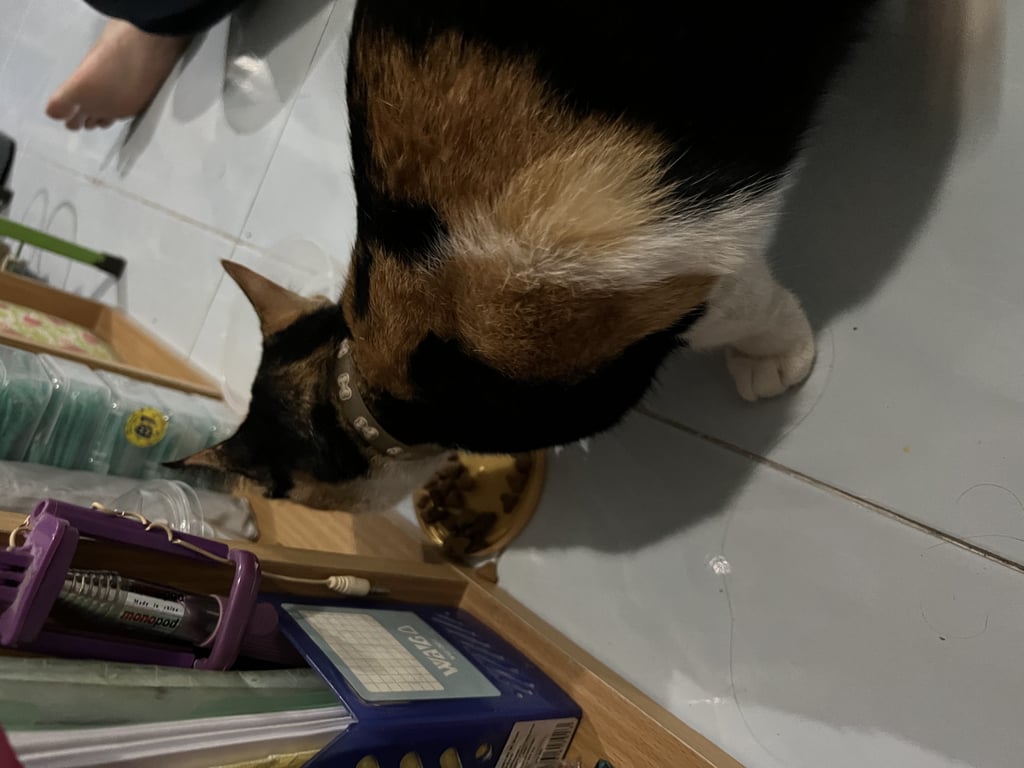 ตามหาเจ้าของแมว เจอน้องที่ซอยประชาอุทิศ 54 แยก 2 หอสุดซอยซ้ายมือ อาการตกใจกลัว