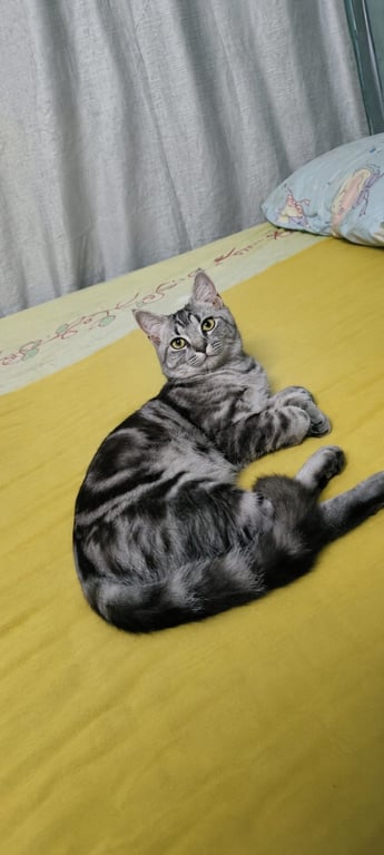 ถุงเงิน