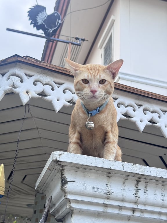 ตามหาเจ้าของแมว ตามหาเจ้าของแมวค่ะ

น้องแมวส้ม เพศผู้ หางกุด ปลอกคอสีฟ้า กระดิ่งสีเงิน น่าจะยังไม่ได้ทำหมัน

น้องวนเวียนแถวบ้านหลายวันแล้วแต่เพิ่งยอมให้เข้าใกล้เมื่อสามวันก่อนเลยเอาขนมให้กิน วันต่อมาและวันนี้ช่วง5-6เลยจะมาขอข้าวกินตลอด แต่แถวบ้านไม่ชอบน้องกันและเราไม่สามารถเลี้ยงได้เพราะน้องไม่ถูกกับเด็กๆในบ้านค่ะ เจ้าของสามารถทัก inbox มาได้เลยนะคะ หรือท่าใดมีช่องทางกระจายข่าวแนะนำแจ้งได้เช่นกันค่ะ 

พิกัด เปรมฤทัย, หลังโลตัสศรีนครินทร์, ซอยบางเมือง สมุทรปราการ

#แมวหาย #แมวจร