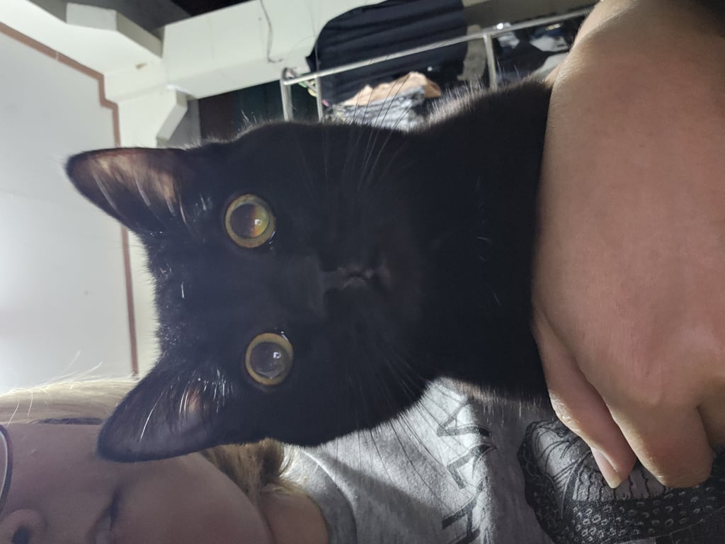 ตามหาเจ้าของแมว สีดำทั้งตัว ตาสีเหลือง ยังเด็กอยู่ หางยาวปลายหางคดหน่อยๆ