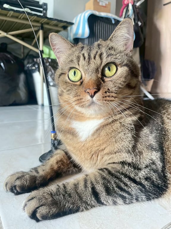 นีโน่
