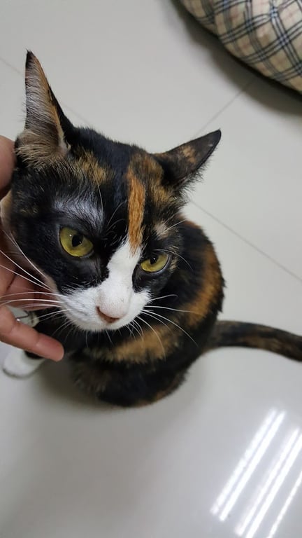 โรงพยาบาลสัตว์สี่ขา SeeKha Animal Hospital