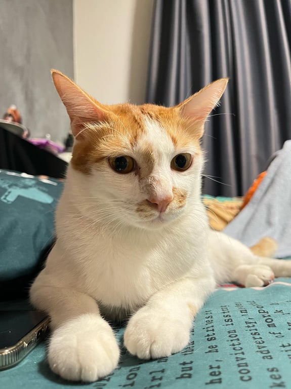 ทองก้อน