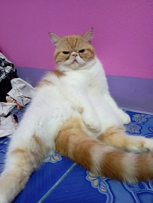 ดอลลาร์