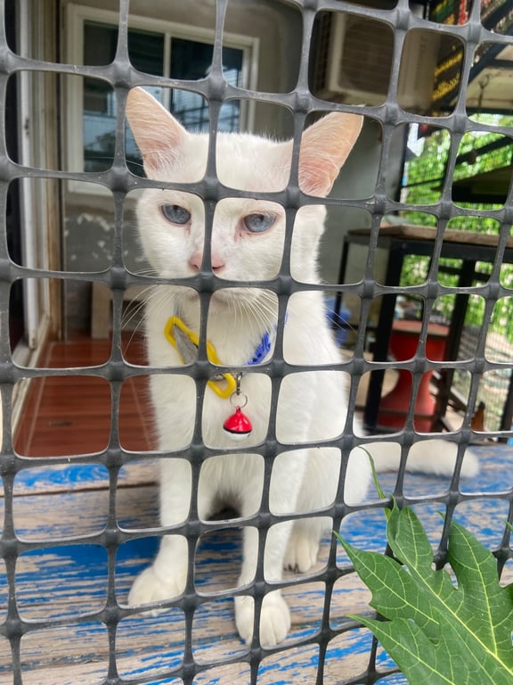 ซอว์ (Saw)