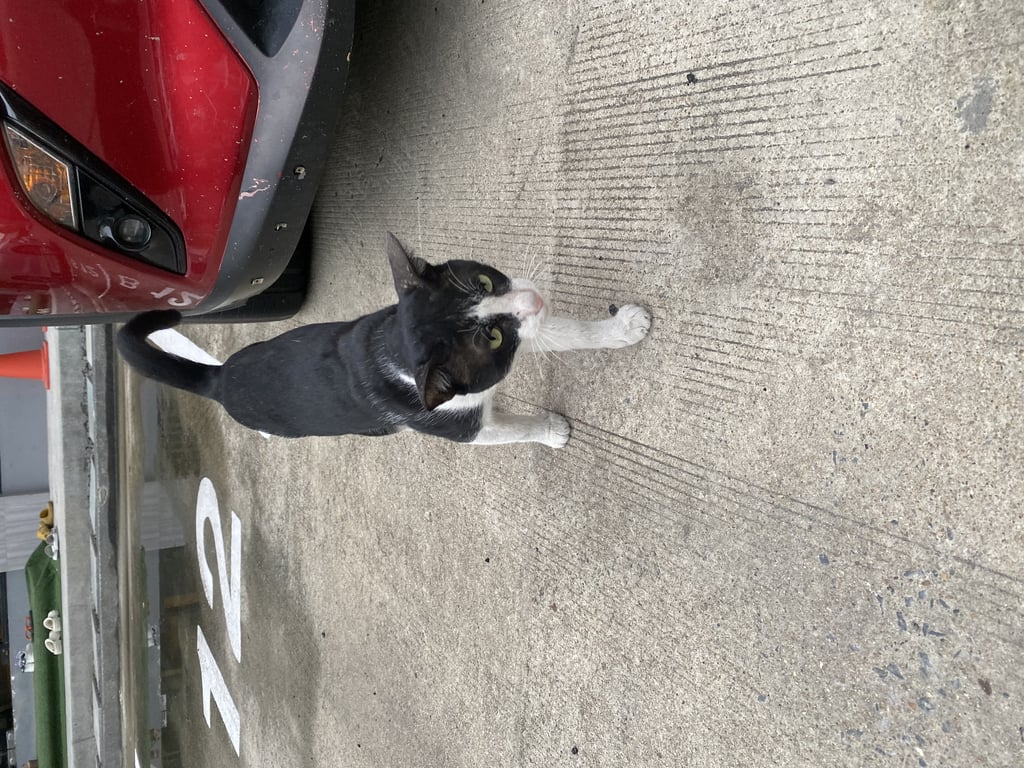 ตามหาเจ้าของแมว เจอที่โครงการ @work รามอินทรา
แมวไทยสีดำ ตัวผู้ ยังไม่ทำหมัน
สนใจรับน้องไปเลี้ยง ติดต่อได้เลย