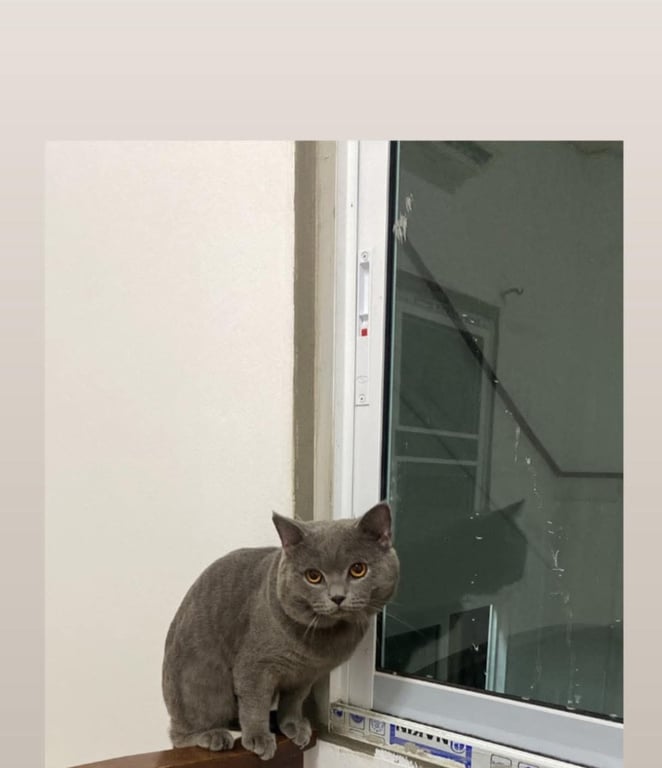 ดีม่อน