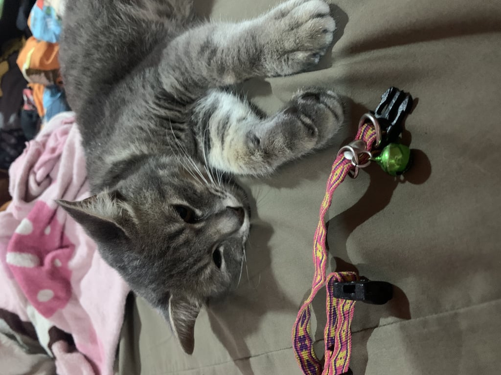 ตามหาเจ้าของแมว 