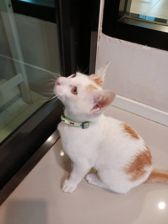 ตามหาเจ้าของแมว 