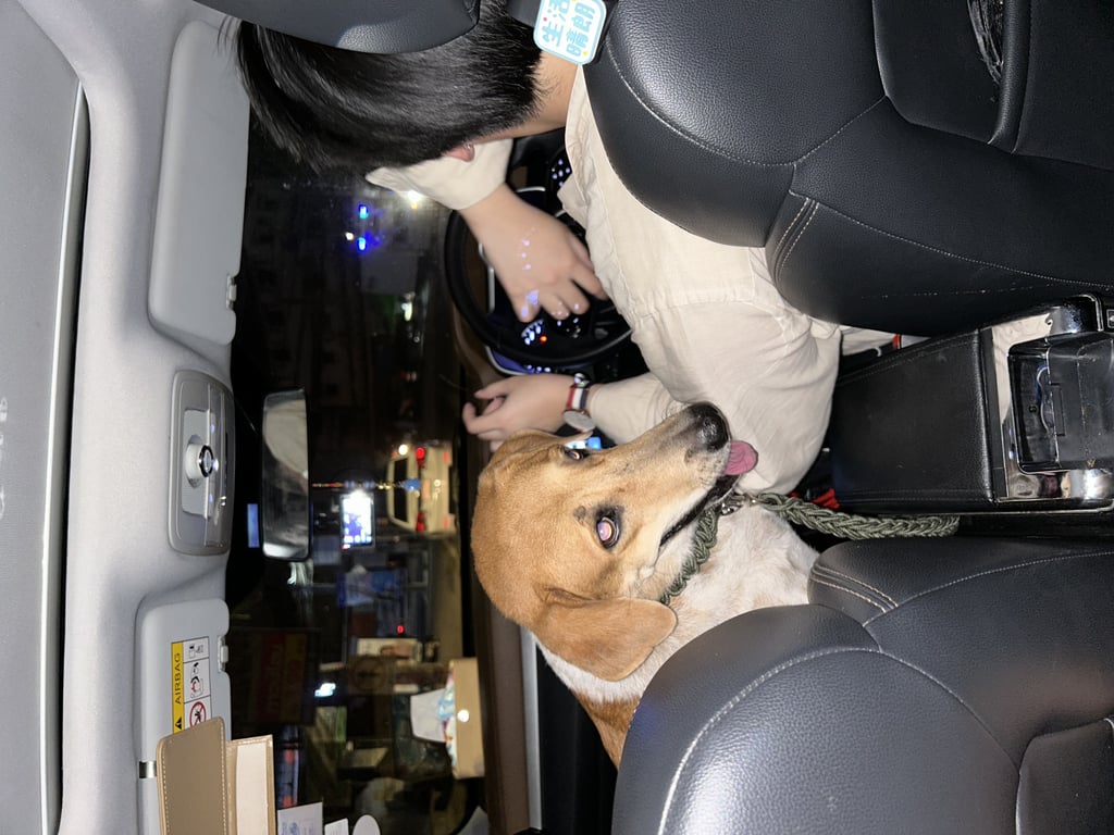 ตามหาเจ้าของหมา เป็นหมาไทย เพศเมีย ทำหมันแล้วค่ะ หลงเข้ามาใน มบ.ฟลอร่าวิลล์ จ.สมุทรปราการค้า หลงเข้ามาประมาณ 3-4 วันได้แล้ว แต่ทางมบ.ไล่น้อง ทางเราเลยจับน้องไว้และให้อยู่ในบ้านของเราค่ะ ไม่แน่ใจมีเจ้าของไหม แต่ถามทุกคนระแวกนั้นบอกไม่มีใครเป็นเจ้าของเลย
🏠 ตามหาบ้านอบอุ่นให้น้องหมาไทย น่ารักเชื่อง นั่งได้ ให้มือได้ ไม่ดุไม่ขู่ไม่กัดเลยค่ะ น้องน่ารักมากๆ