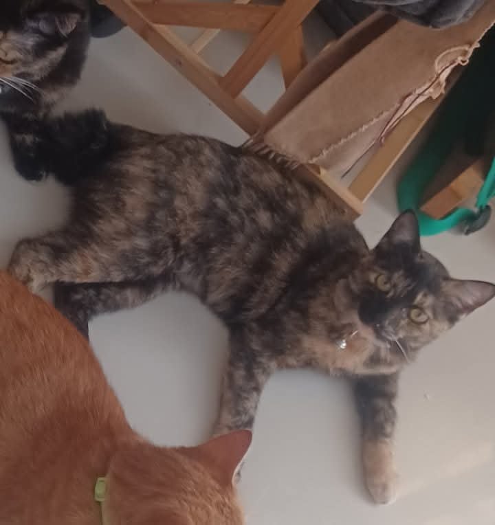 ดอลลี่