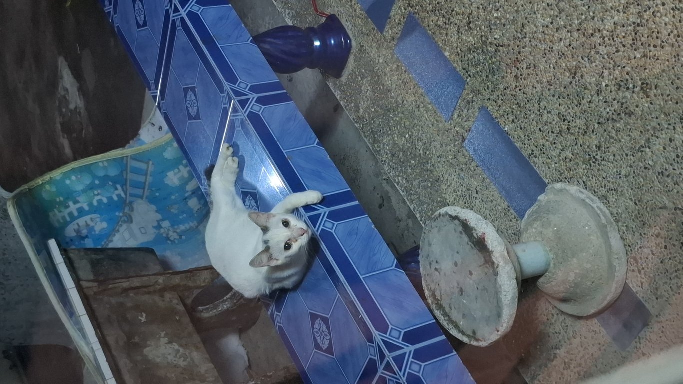 ตามหาเจ้าของแมว เหมือนน้องจะหลงมา นิสัย ติดคนง่ายมาก รู้วิธีใช้ทรายแมว รู้เวลาอาหาร มีแผลเหมือนน่าจะโดนหมากัดมา