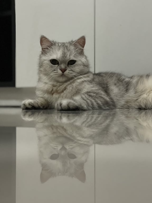 เทียร่า