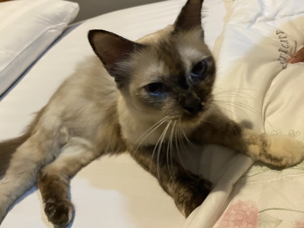 ตามหาเจ้าของแมว ตอนนี้มาอยู่ที่รีสอร์ท 3วัน ใกล้สำนักงานขนส่งหล่มสัก