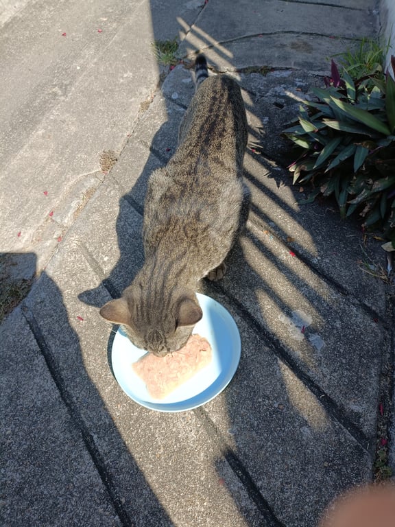 ตามหาเจ้าของแมว 