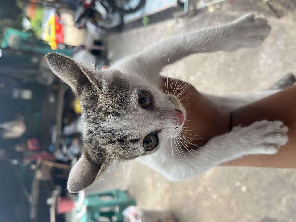 ตามหาเจ้าของแมว แมวเพศเมีย ร่าเริงมาก เป็นแมวจรแม่ทิ้งค่ะ อายุน่าจะประมาณ2-3เดือน เข้ากระบะทรายเป็น เรามีแมวจรที่เลี้ยงอยู่แล้วค่ะ และไม่มีเงินมากพอที่จะเลี้ยงเพิ่มแล้ว