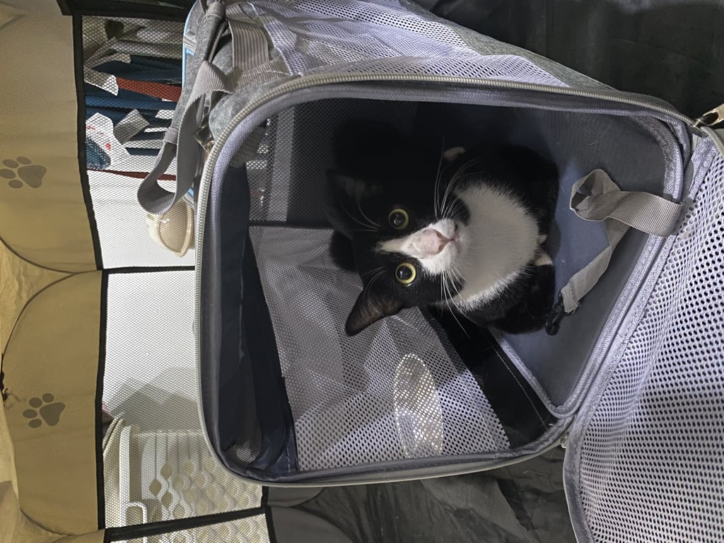 ตามหาเจ้าของแมว สีดำหน้ากากขาว อกขาว มีถุงเท้า4ข้าง