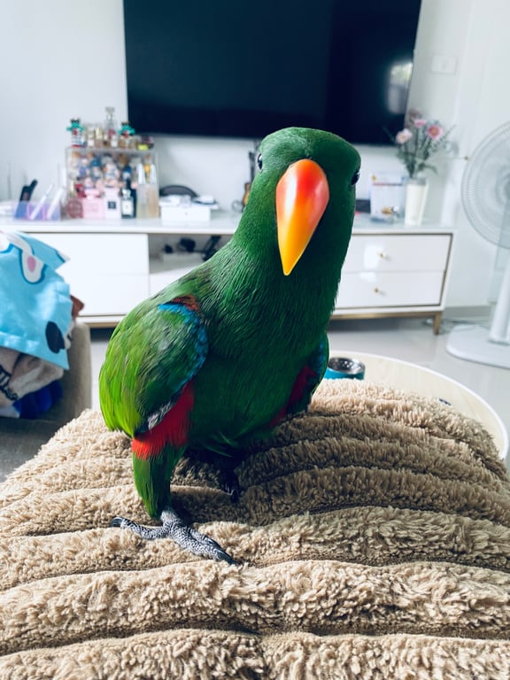โบโบ้