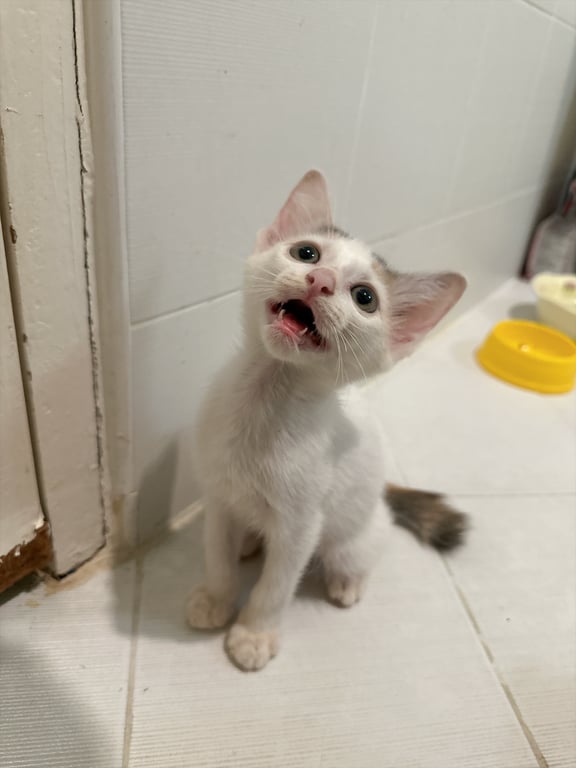 ซันนี่