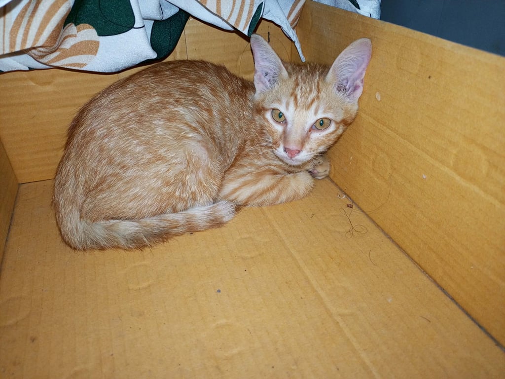 ตามหาเจ้าของแมว ลายสลิดสีส้ม อายุประมาณ 3 เดือน เพศผู้ หนวดกุดทั้งสองข้าง