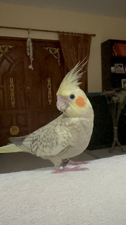 ม่อน