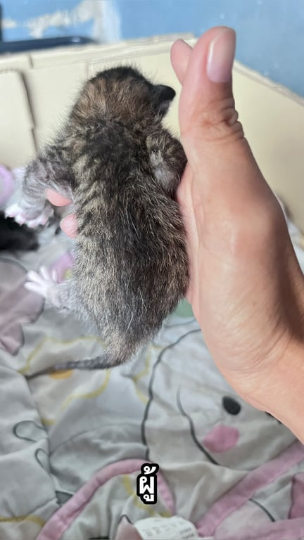 ตามหาเจ้าของแมว แม่แมวไม่ค่อยเลี้ยงค่ะ ที่หอพักเขาไม่ให้เลี้ยง เกิดวันที่ 13 มค 69