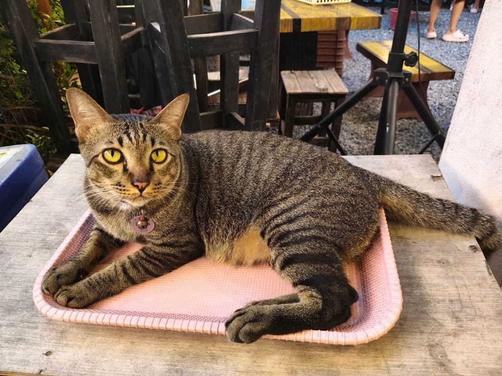ลิดลิด