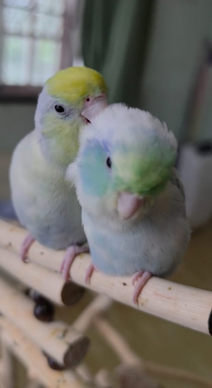 กัมมี่