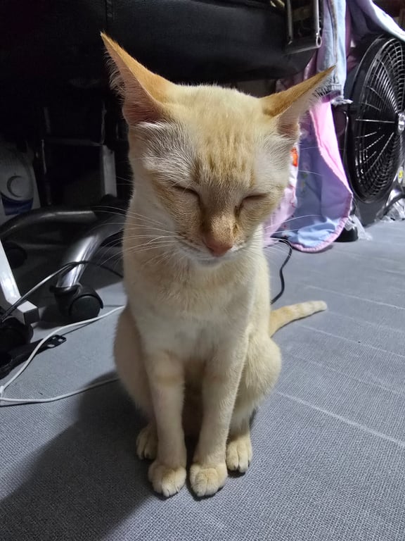 ขนุน