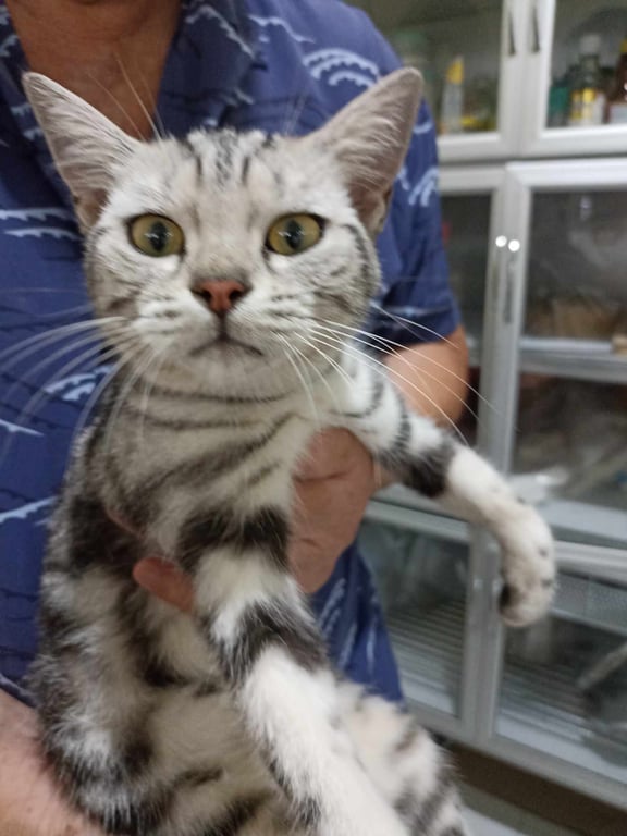 ตามหาเจ้าของแมว หางเรียวยาว อายุไม่ถึงปี ขี้อ้อน กลัวรถ