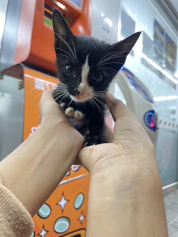 ตามหาเจ้าของแมว หนวดสีขาว ใส่ถุงเท้า