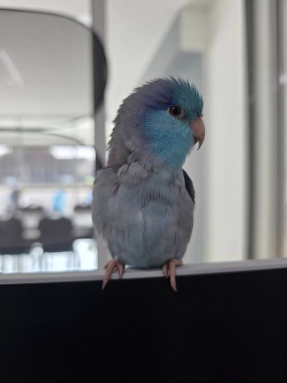 ตามหาเจ้าของนก ยืนอยุ่หน้าบ้านน้องบินมาเกาะ เชื่องมาก