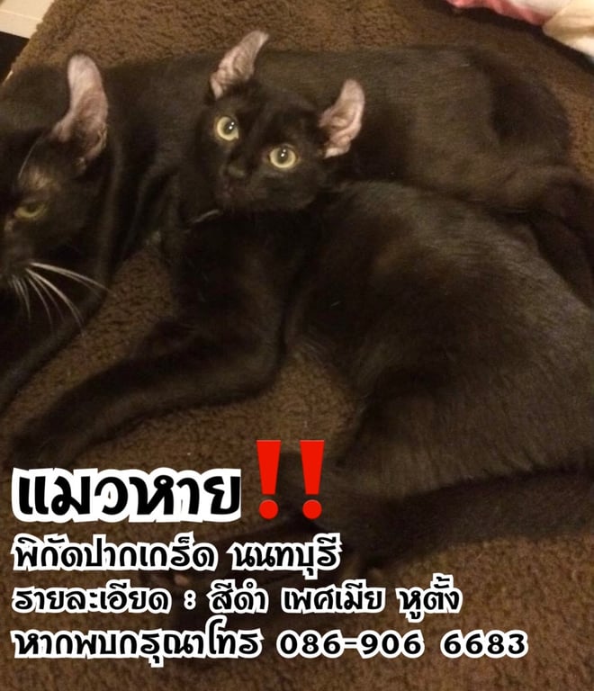 อัญชัญ