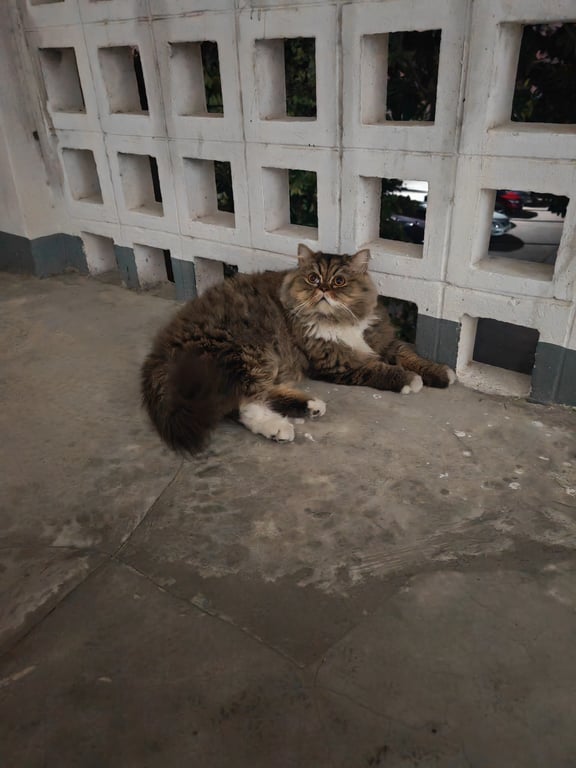 ตังตัง