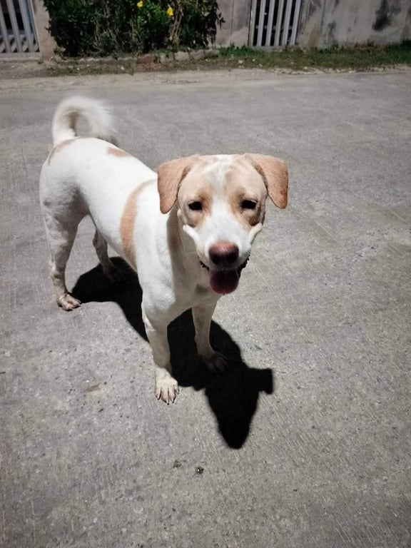 ตามหาเจ้าของหมา พบเจอน้องที่หมู่บ้าน คาดว่าเคยมีเจ้าของ ไม่แน่ใจว่าหลงมาหรือว่าโดนทิ้ง ลักษณะดีน่ารักมาก แต่เนื่องจากน้องได้หลบภัยเข้าไปในหมู่บ้าน ทำให้มีคนร้องเรียนและต้องการกำจัดน้องออก จึงอยากหาช่องทางหาบ้านและหาเจ้าของใหม่ให้น้องค่ะ