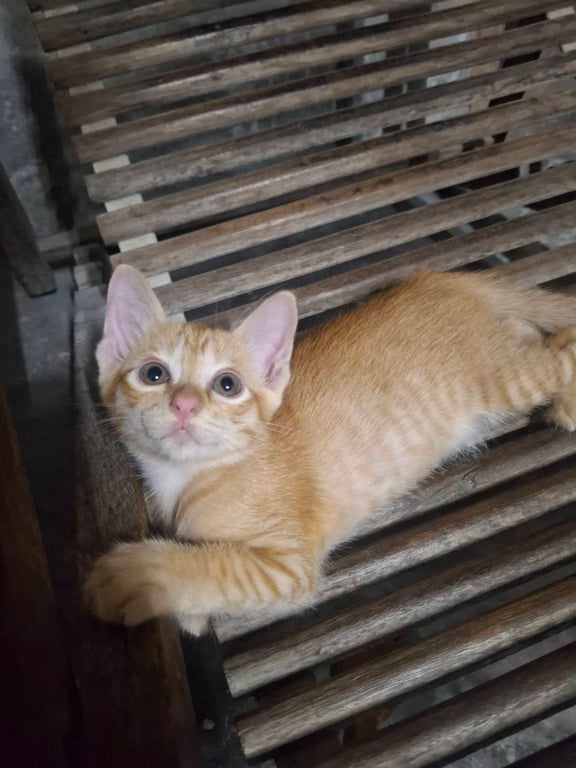 ส้ม