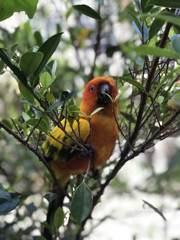 ตามหาเจ้าของนก นกสีส้มเหลือง มีแผลที่หัว