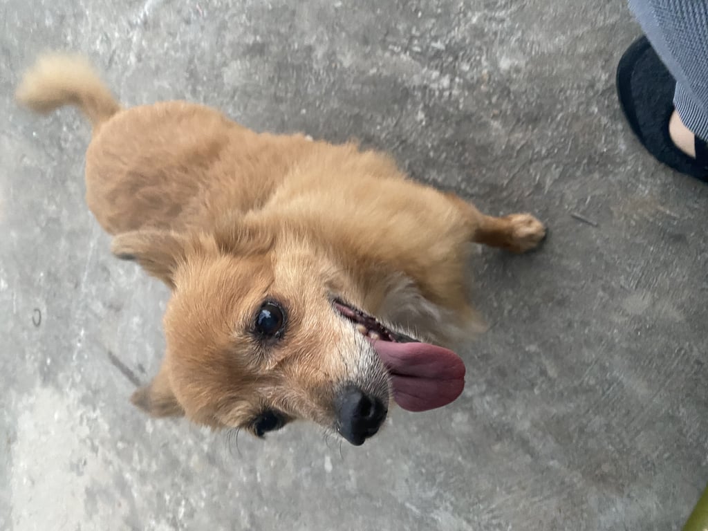 ตามหาเจ้าของหมา สีส้ม ตัวเล็ก ขาสั้น ค่อนข้างอ้วน หูตั้ง เพศผู้