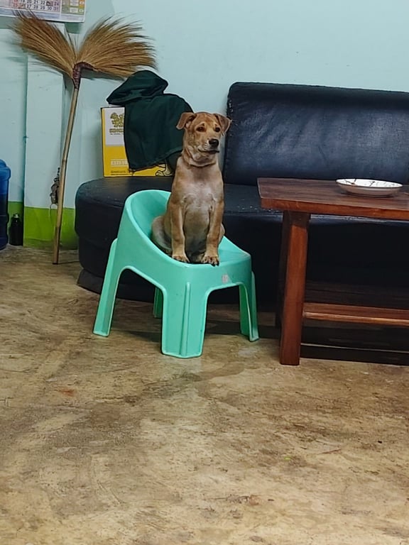กูเกิ้ล