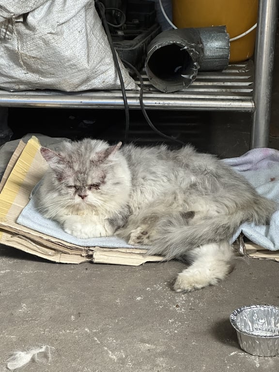 ตามหาเจ้าของแมว แมวเปอร์เซียขนยาวสีขาวเทา