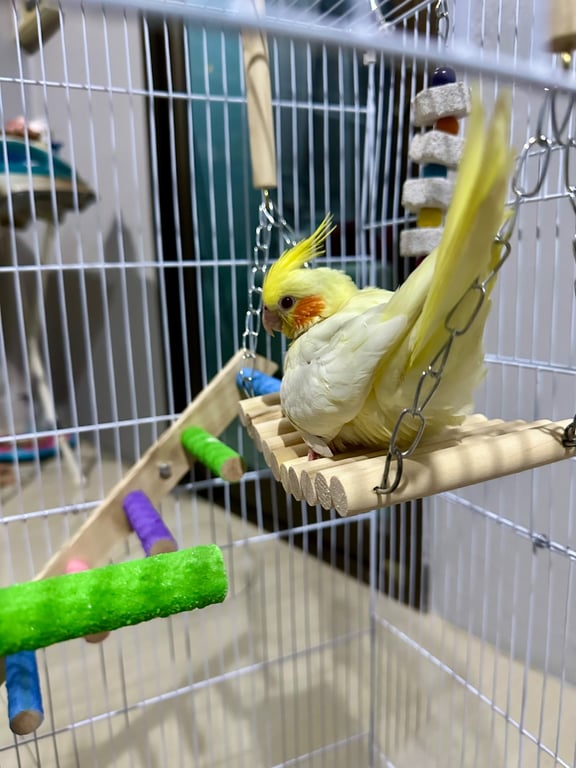 เลม่อน