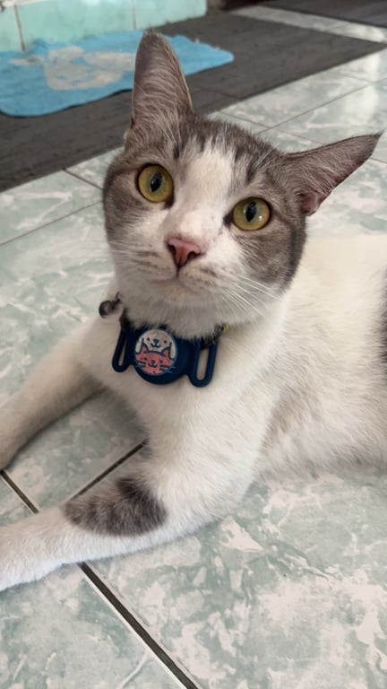 ออกัส