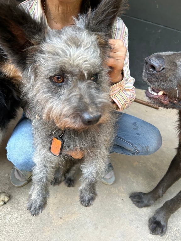 ตามหาเจ้าของหมา ตามหาเจ้าของ