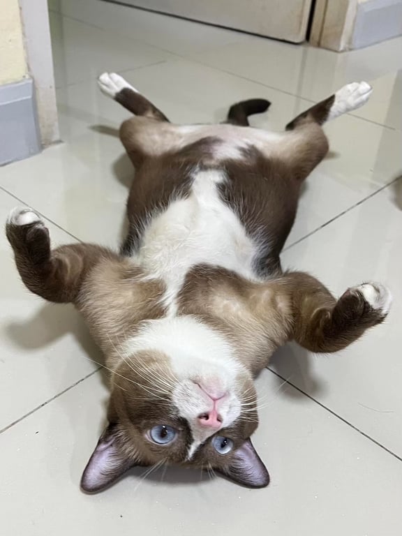 วาเลน