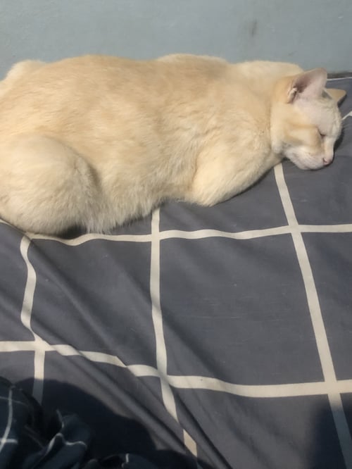 ขาว