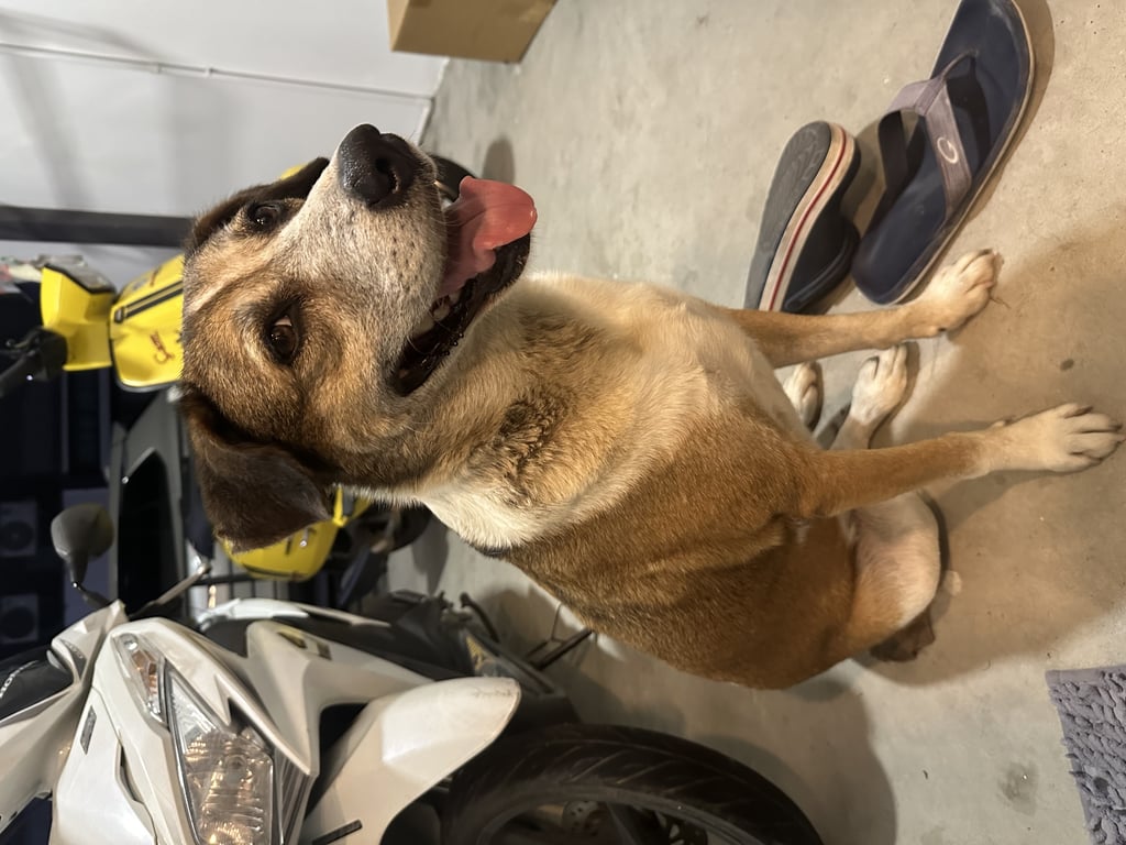 ตามหาเจ้าของหมา หมาเพศเมีย สีน้ำตาล คอขาว เท้าขาว หางขาว