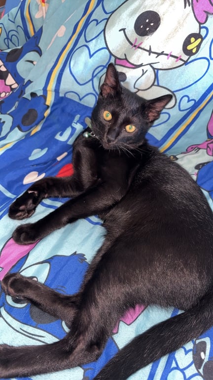 ชาโคล